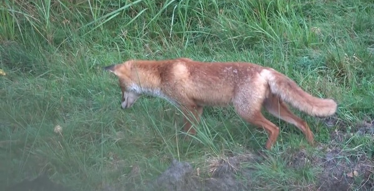 Видео охота лис. На кого охотится лиса.