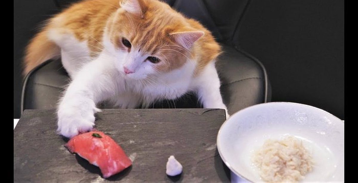 Roll cats. Котик суши. Кошка и роллы. Кошка ест суши. Кот ворует суши.