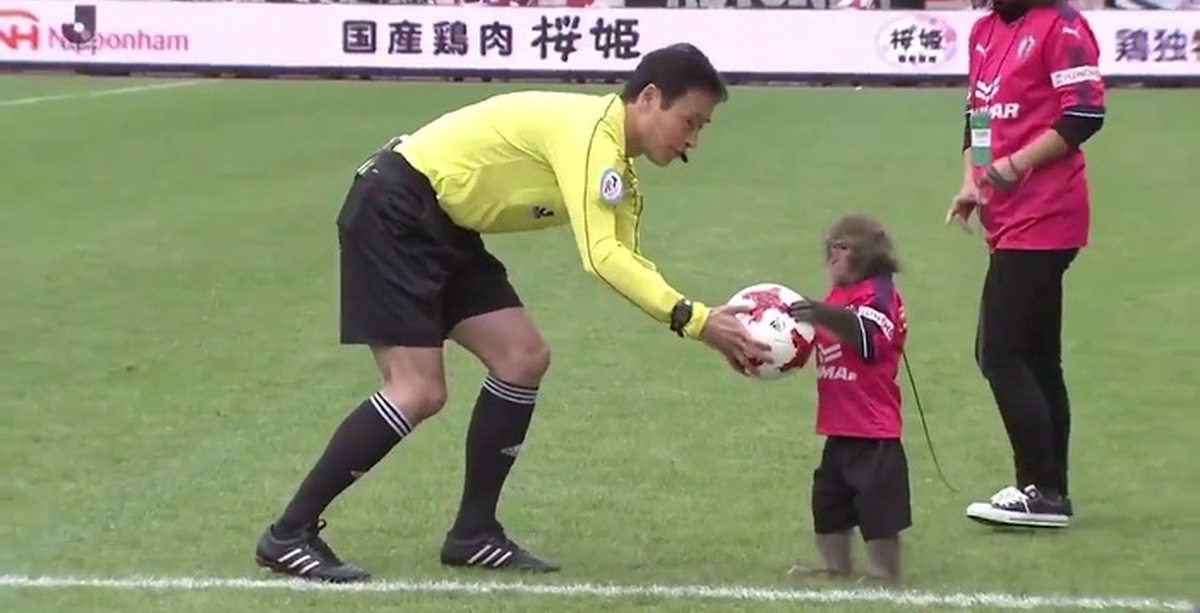 Monkey football. Обезьяна на футбольном поле. Мартышка в футболе. Обезьяна футболист. Обезьяна играет в футбол.