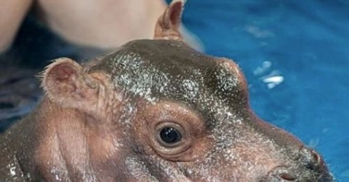 Обыкновенный бегемот. Бассейн "бегемот". Бегемот купается в воде. Гиппопотам фиона. Бегемот купается в воде.