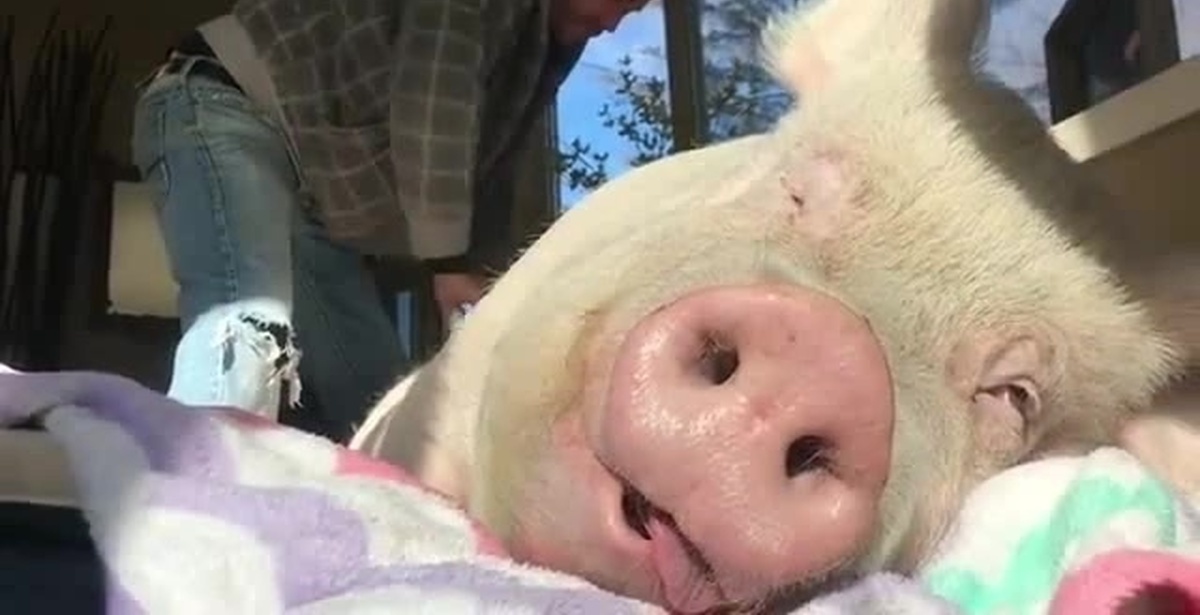 Видео про свиней