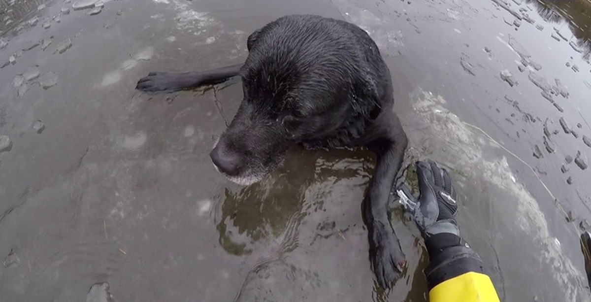 Мужчина спас собаку. Спас собаку из ледяной воды. Спасение собаки из воды.
