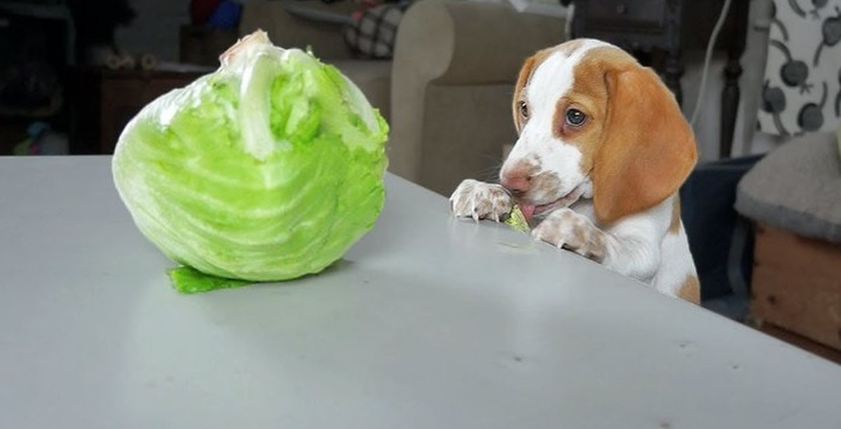 Собака капуста. Можно ли собакам пекинскую капусту. Можно собакам капусту свежую. Щенок в капусте. Овощи для собак.