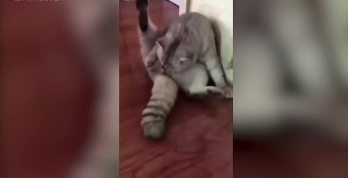 Порно Яйца Кота