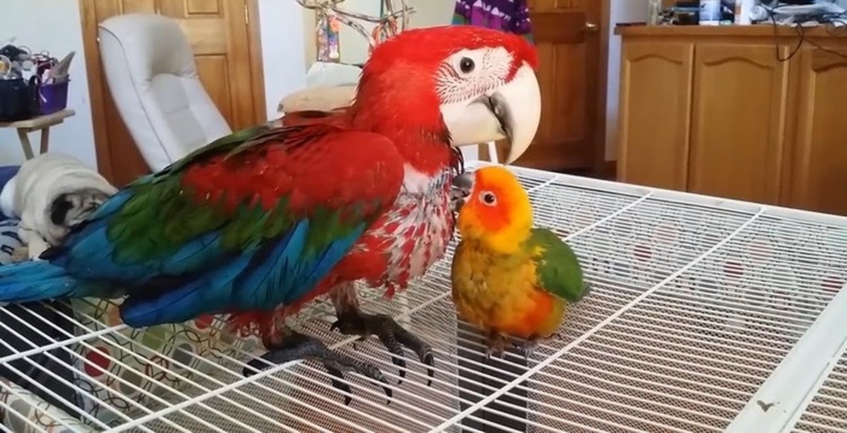 Включи говорящего попугая