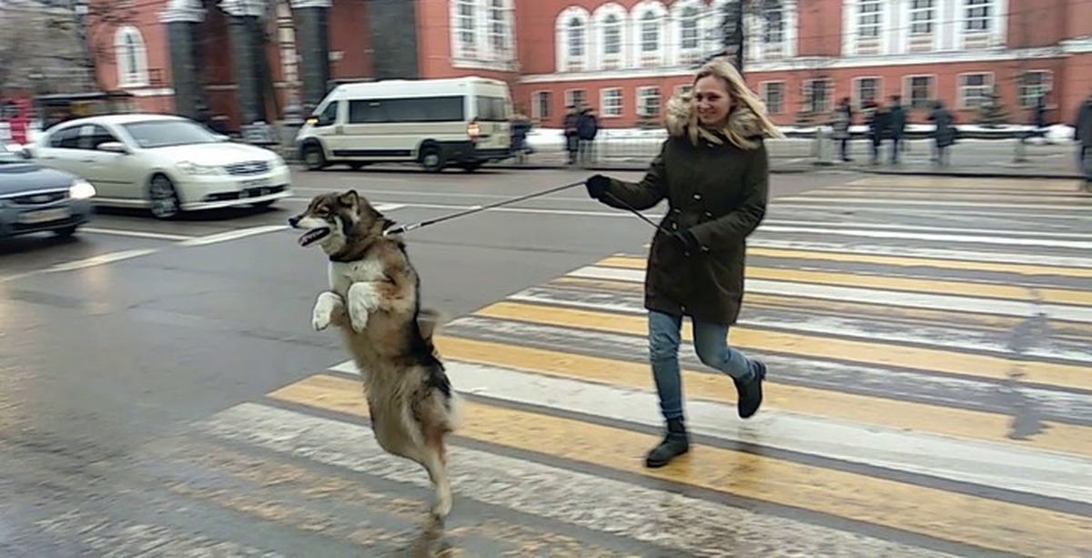 Пес и человек 2. Девушка выгуливает собаку. Собака на двух лапах. Собака идет. Собака ходит на задних лапах.